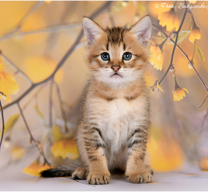 Чаузи котик