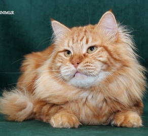 Сибирский кот