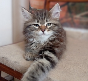 Сибирский котик