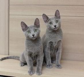 Чистокровные русские голубые котята