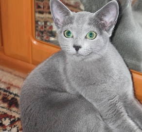 Русский голубой котенок с европейской клубной родословной