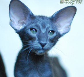 Котеночек Юстас