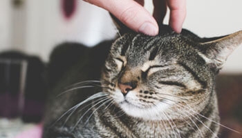 Кот в надежных человеческих руках
